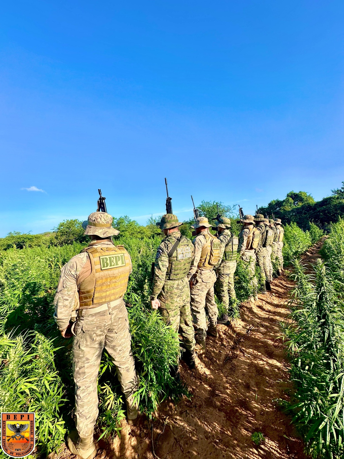 Polícia desarticula plantação de maconha e apreende 5 toneladas no Piauí