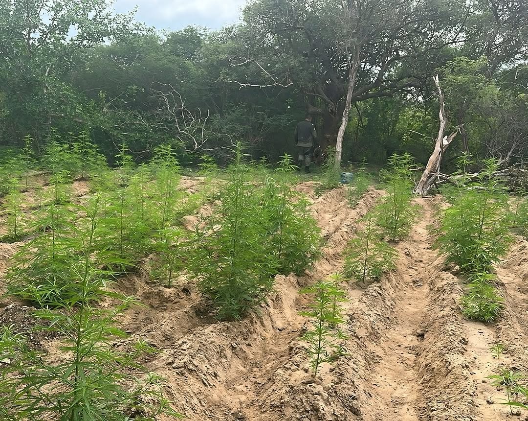 Polícia localiza plantações de maconha e prende uma pessoa no Piauí