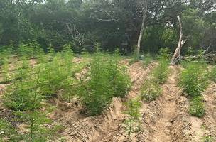 Polícia localiza plantações de maconha e prende uma pessoa no Piauí (Foto: Divulgação)