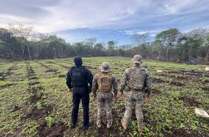 Polícia Militar desarticula roça de maconha de 3 hectares no Piauí (Foto: Divulgação)