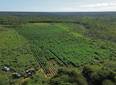 Polícia Militar desarticula roça de maconha com 3 hectares no Sul do PI