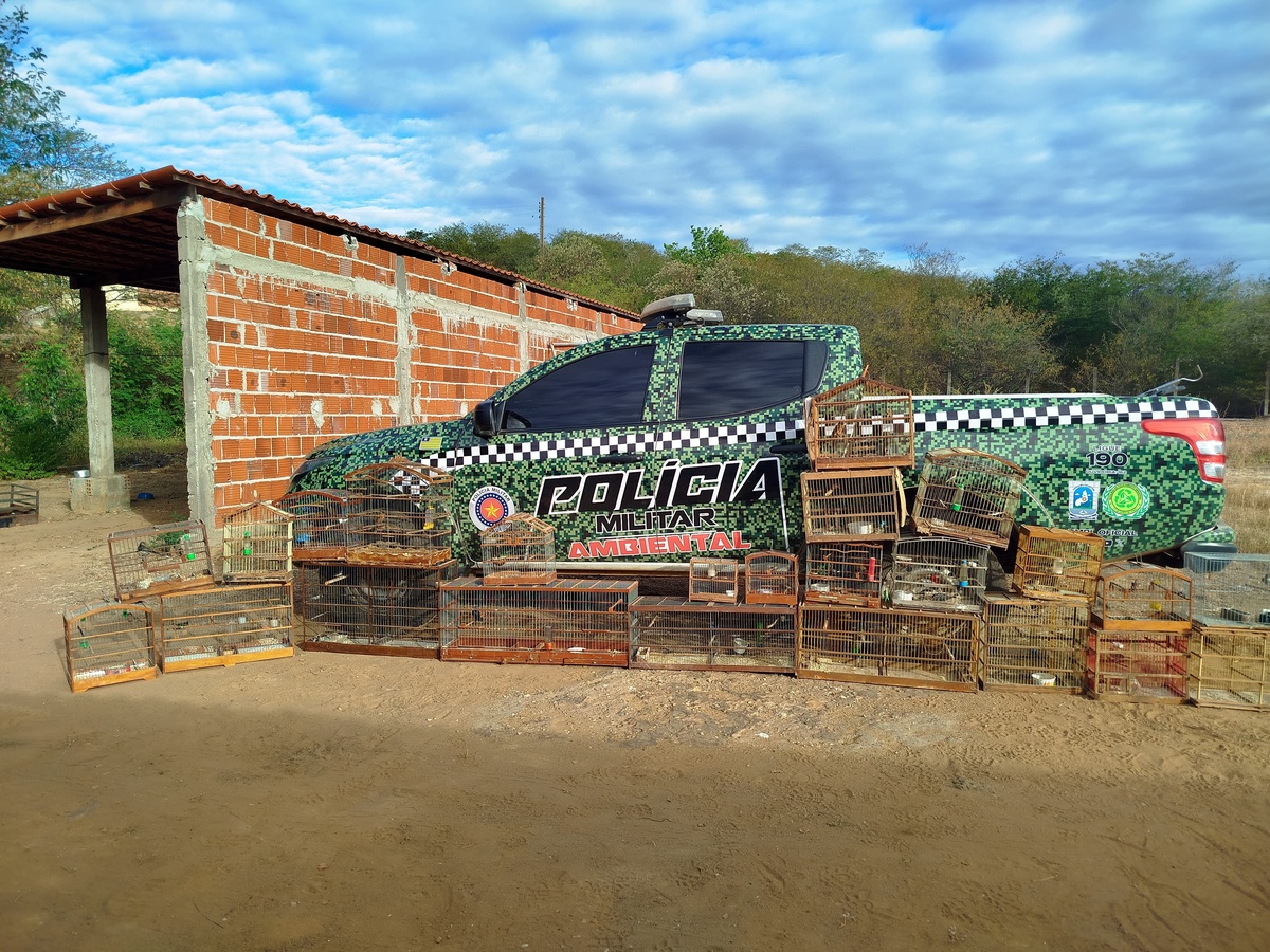 Em operação, PM resgata 21 aves silvestres em cativeiro no interior do Piauí