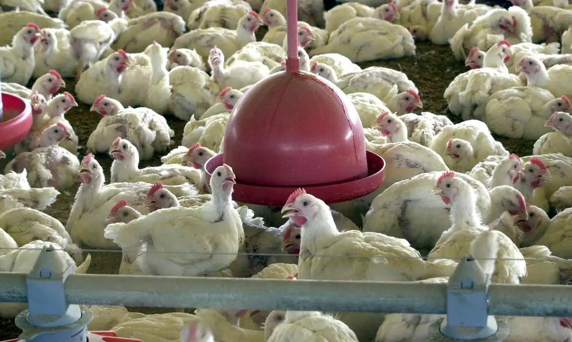 Gripe aviária não deve impactar preço da carne de frango, diz ministro