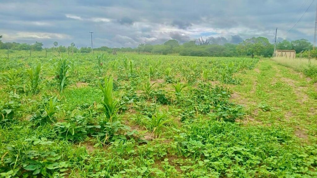 Perdas de produção: SAF alerta gestores de 96 municípios sobre prazo
