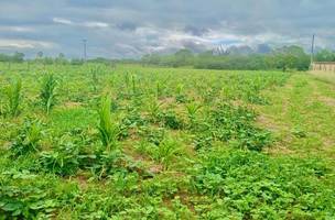 Perdas de produção: SAF alerta gestores de 96 municípios sobre prazo (Foto: Divulgação)