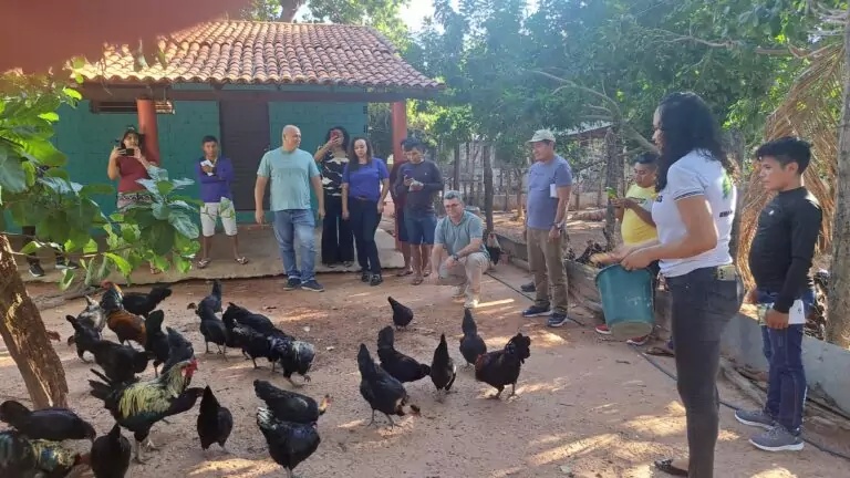 Piauí declara estado de emergência zoossanitária contra gripe aviária
