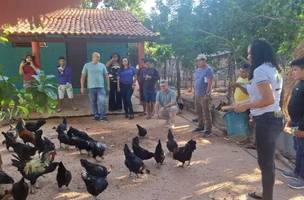 Piauí declara estado de emergência zoossanitária contra gripe aviária (Foto: Divulgação)