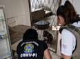 Polícia Civil prende falsos veterinários em Teresina; entenda