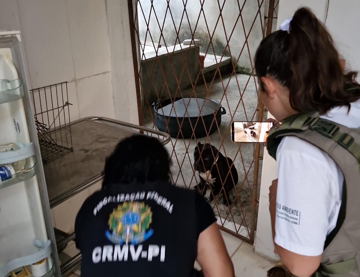 Polícia Civil prende falsos veterinários em Teresina; entenda