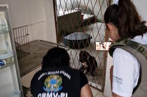 Polícia Civil prende falsos veterinários em Teresina; entenda (Foto: Divulgação)