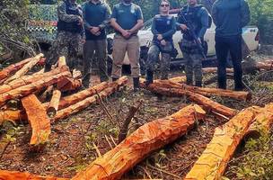 Semarh aplica multa de R$ 550 mil em crimes de desmatamento ilegal no Piauí (Foto: Divulgação)