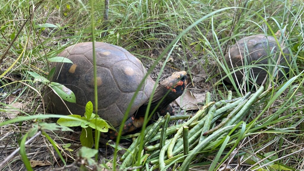 Semarh realiza soltura de 50 animais silvestres reabilitados no norte do Piauí