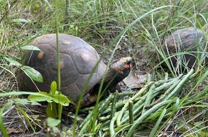 Semarh realiza soltura de 50 animais silvestres reabilitados no norte do Piauí (Foto: Divulgação)