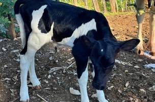 Nasce nova geração do rebanho piauiense com o programa Piauí+ Genética (Foto: Divulgação)