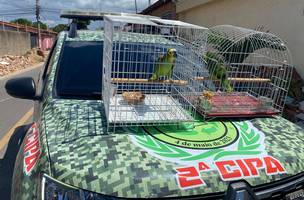 PM apreende dois papagaios mantidos ilegalmente em residência em Parnaíba (Foto: Divulgação)