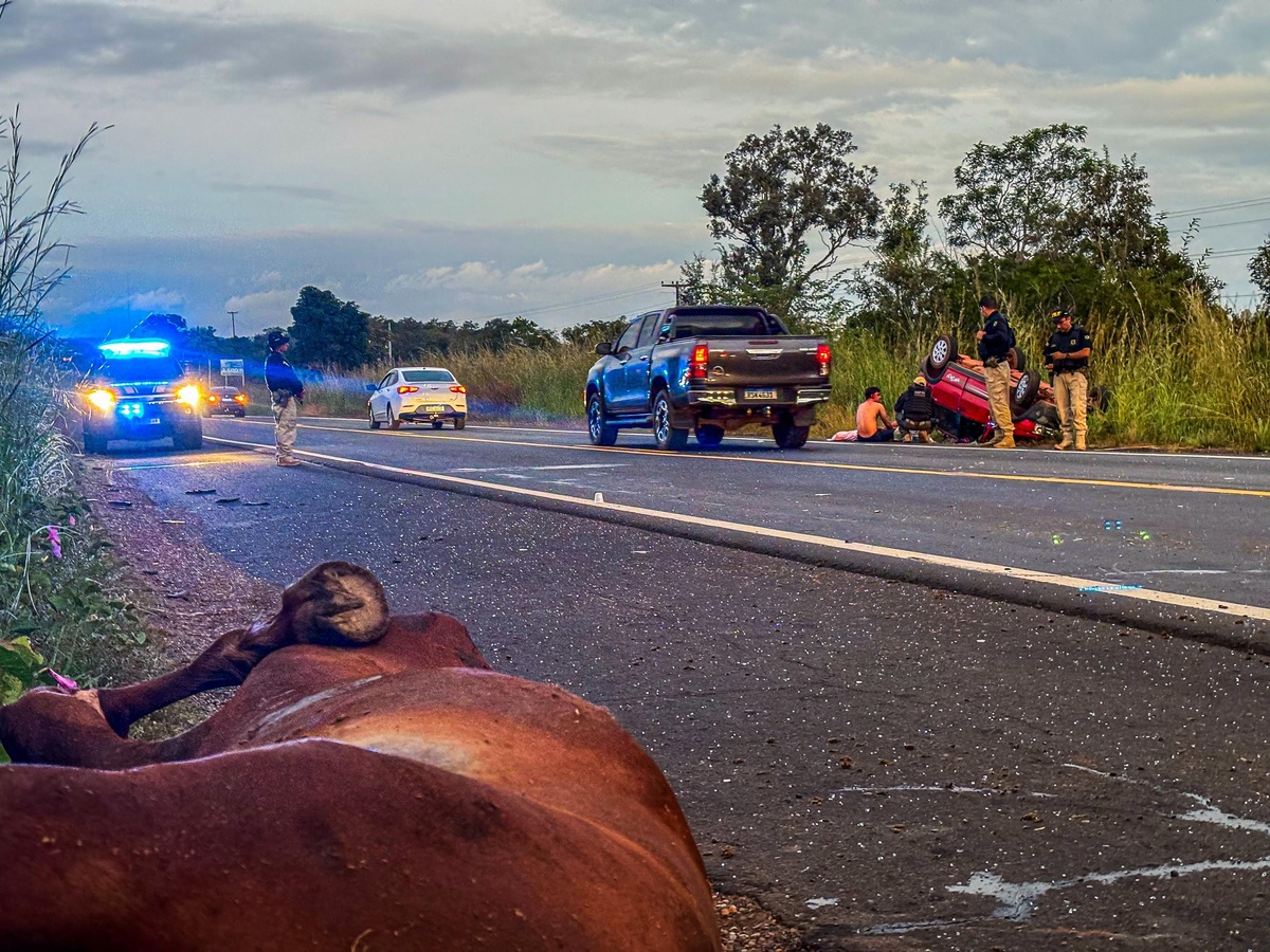 SSP atua em acidente envolvendo animais na BR-343 durante operação