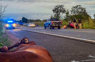 SSP atua em acidente envolvendo animais na BR-343 durante operação (Foto: Divulgação)