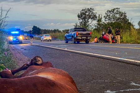 SSP atua em acidente envolvendo animais na BR-343 durante operação