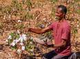 Algodão orgânico produzido por piauienses se destaca em marca de tênis francesa