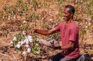 Algodão orgânico produzido por piauienses se destaca em marca de tênis francesa (Foto: Divulgação)