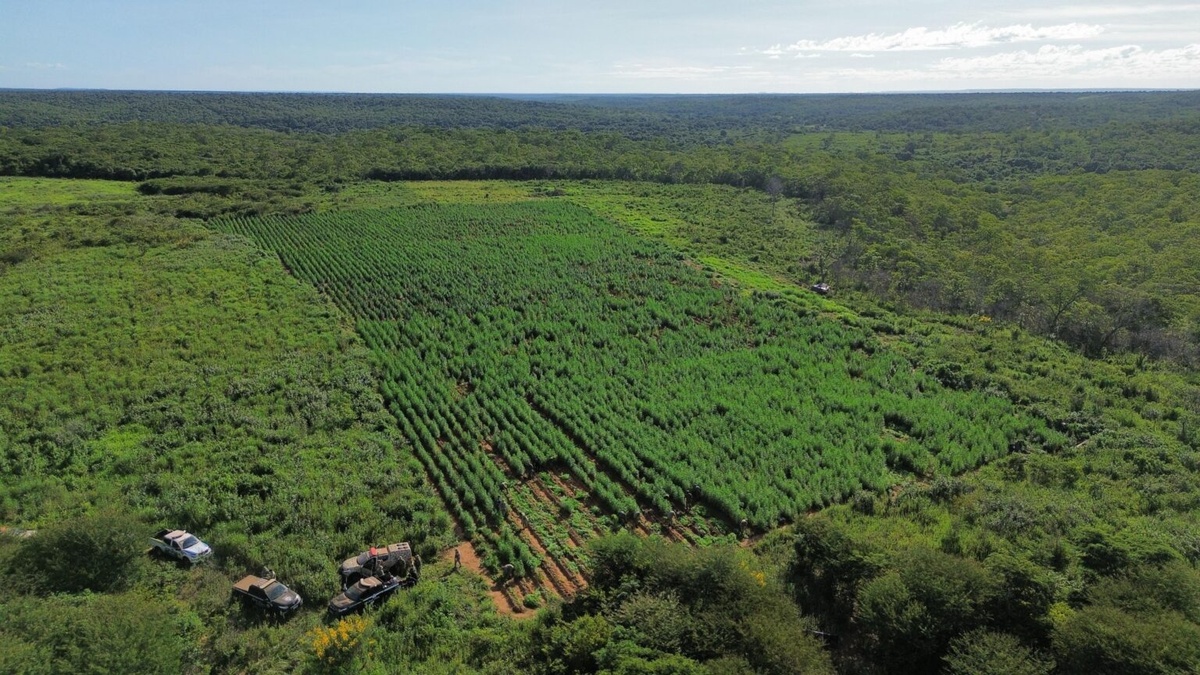 Apreensão de maconha no Piauí cresce mais de 500%, diz estudo