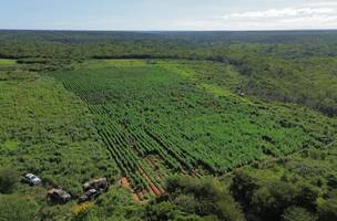 Apreensão de maconha no Piauí cresce mais de 500%, diz estudo (Foto: Divulgação)