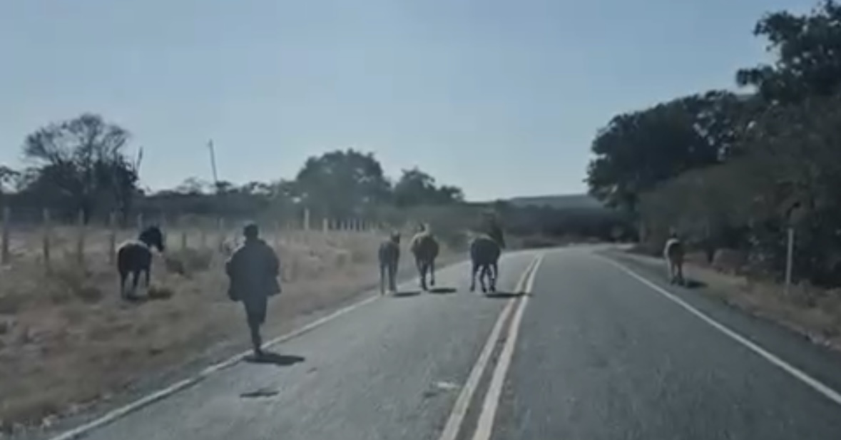 Donos de animais soltos em rodovia são autuados em flagrante após acidente