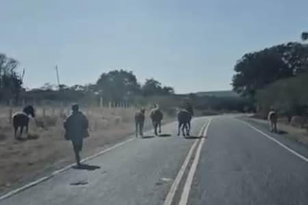 Donos de animais soltos em rodovia são autuados em flagrante após acidente