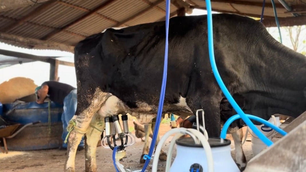 Investimentos na produção de leite aumentam renda de agricultores