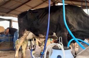 Investimentos na produção de leite aumentam renda de agricultores (Foto: Divulgação)