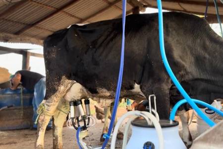 Investimentos na produção de leite aumentam renda de agricultores
