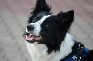 Maus-tratos a animais