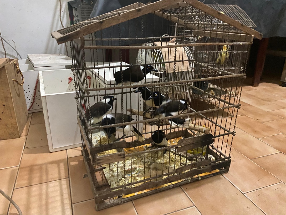Polícia resgata 70 animais silvestres durante operação no Piauí