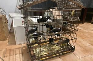 Polícia resgata 70 animais silvestres durante operação no Piauí (Foto: Divulgação)