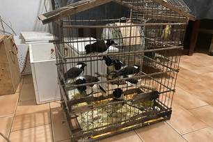 Polícia resgata 70 animais silvestres durante operação no Piauí (Foto: Divulgação)