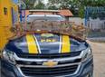 PRF resgata 35 aves silvestres transportadas ilegalmente na BR 343, em Parnaíba