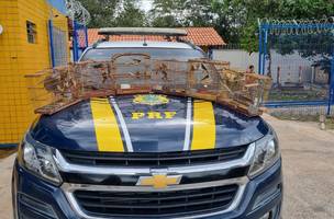 PRF resgata 35 aves silvestres transportadas ilegalmente na BR 343, em Parnaíba (Foto: Divulgação)