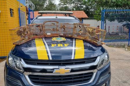 PRF resgata 35 aves silvestres transportadas ilegalmente na BR 343, em Parnaíba