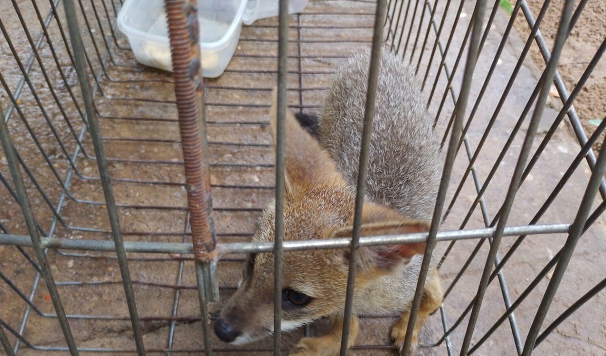 Semarh realiza soltura e devolve animais silvestres à natureza