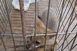 Semarh realiza soltura e devolve animais silvestres à natureza (Foto: Divulgação)