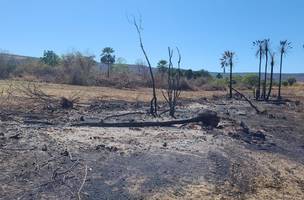 Piauí tem queda histórica no desmatamento Ilegal e se destaca na preservação (Foto: Divulgação)