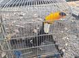 PM resgata mais de 50 aves silvestres durante ação em União