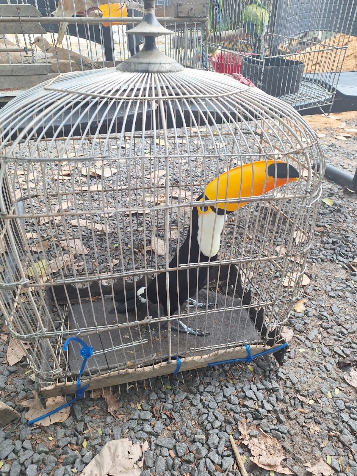 PM resgata mais de 50 aves silvestres durante ação em União