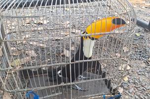 PM resgata mais de 50 aves silvestres durante ação em União (Foto: Divulgação)