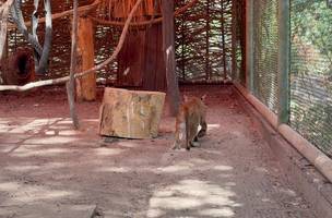 Após cuidados, onça resgatada em estado crítico apresenta boa recuperação (Foto: Divulgação)