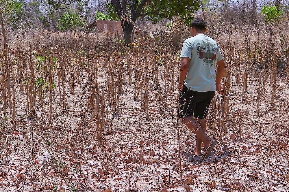 Chuvas ficam 40% abaixo da média neste ano e estiagem se prolonga no Piauí