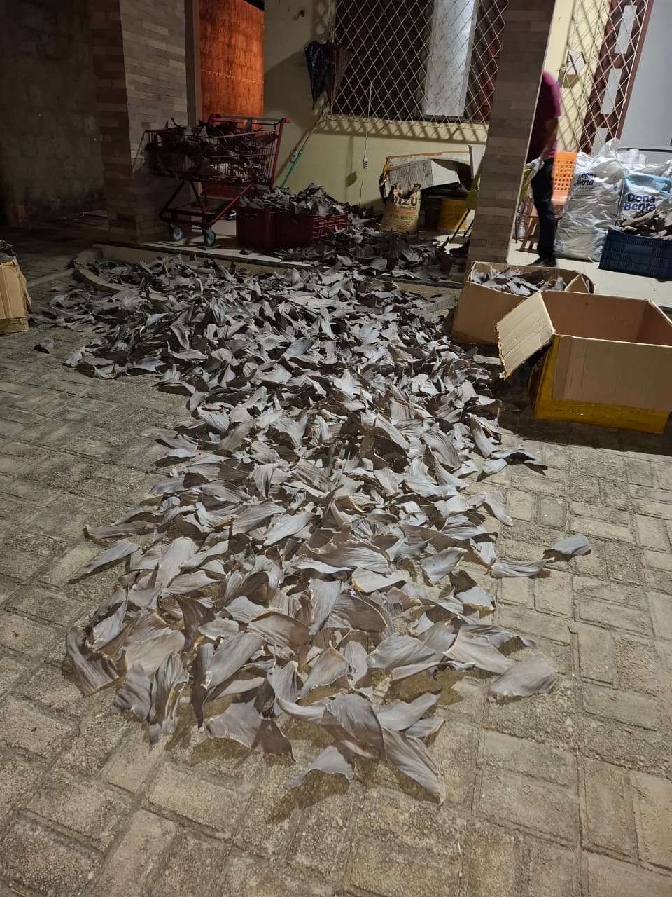 Estrangeiros são presos com toneladas de barbatanas de tubarão no litoral do PI