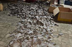 Estrangeiros são presos com toneladas de barbatanas de tubarão no litoral do PI (Foto: Divulgação)