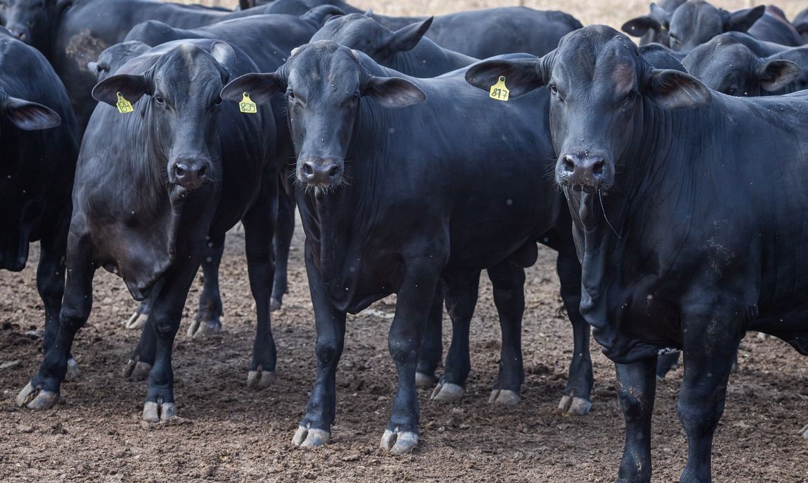 Mortes de animais sobem para 612 após vacina Excell 10