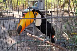 No Dia de Defesa da Fauna, Piauí celebra soltura de 26 animais reabilitados (Foto: Divulgação)